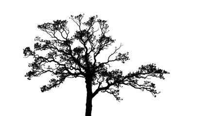 Wall Mural - Single, majestic tree silhouetted against a pure white backdrop, flora, tranquil