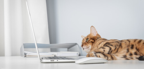 Cat works on computer at home or in office.