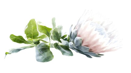 Poster - Elegant and Graceful Protea Flower Artwork Featuring Detailed Pink Petals and Rich Green Foliage in a Highly Colorful and Botanical for Floral Decor and Nature Inspired Patterns