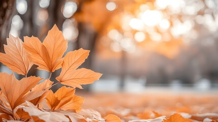 Aufkleber - Autumn s Radiant Tapestry A Sunlit Forest Ablaze with Golden Foliage Illuminating the Ground in a Rich Mosaic of Fallen Leaves and Vibrant Hues
