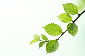 Wall Mural - Delicate branches isolated on a crisp white background, showcasing intricate details, leaf, foliage