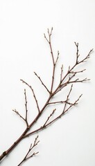 Wall Mural - Delicate branches with bare twigs on a white canvas, foliage, nature, isolated