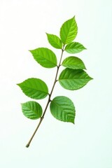 Wall Mural - Single branch with leaves against a white backdrop, greenery, foliage, isolated tree branch