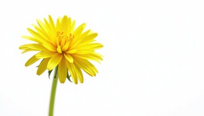 Wall Mural - Single dandelion flower isolated on white background, botanical, specimen