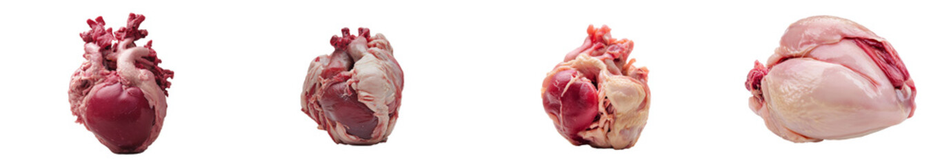 Poster - The fresh heart of a young goat, with its meat, is isolated on a white background