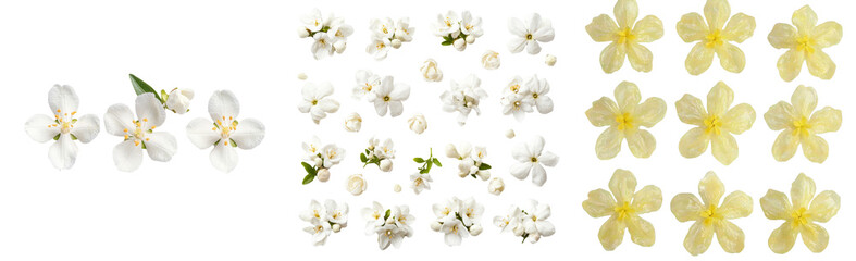 Aufkleber - Jasmine, or Philadelphus, flowers are depicted in isolation on a white background