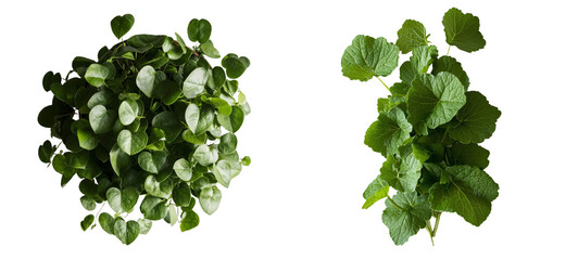 Poster - Green ivy leaves are depicted hanging and climbing in isolation against a white background, and the image includes a clipping path