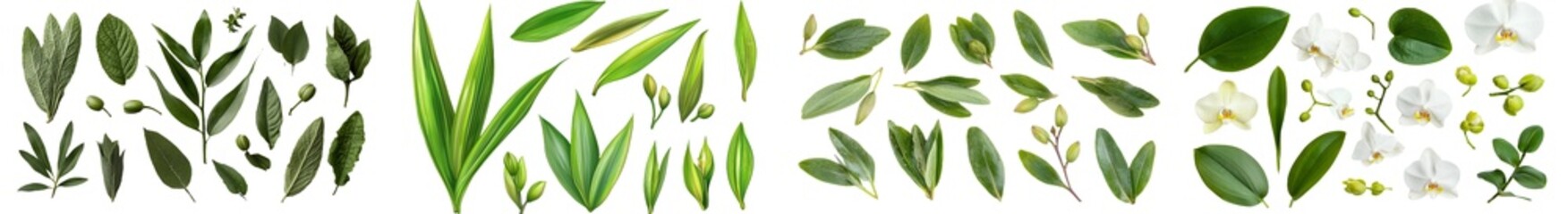 Poster - An isolated arrangement of orchid leaves, stem, branch, and buds is presented