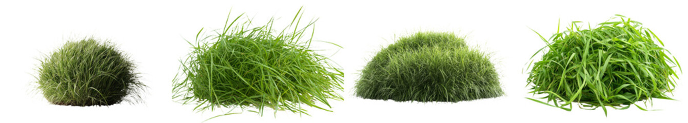 Poster - Young green grass from spring isolated on a white background and including texture