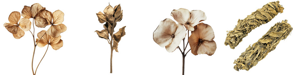 Poster - The image features isolated dry field grass with seeds, a white background, and texture, along with a clipping path