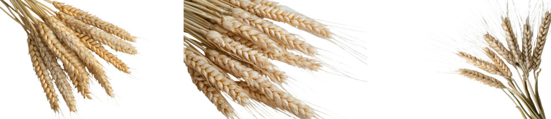 Poster - Three isolated wheat spikelets are displayed on a white background from a top-down view of the wheat