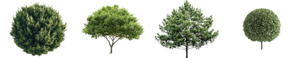 Poster - The tropical plant is an isolated flower bush tree that has a clipping path included