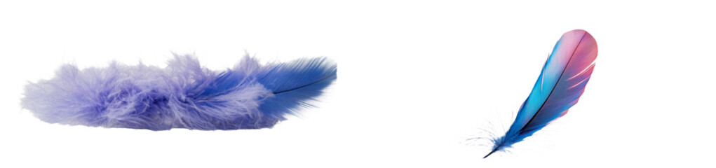 Poster - On a white background, a blue feather is depicted in isolation, along with its quill and a clipping path