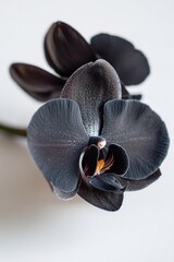 Poster - A single black orchid showcases its unique features with subtle chrome edges, illuminated softly to highlight its delicate beauty against a bright white background