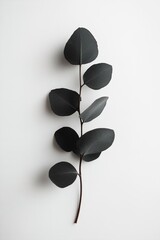 Poster - A black silhouette of a eucalyptus branch gracefully positioned against a white backdrop showcases an elegant and minimalist botanical design, ideal for artistic displays