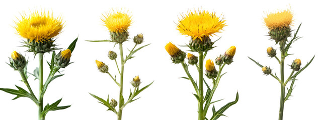 Poster - Yellow field flowers are depicted in isolation on a white background, accompanied by a clipping path