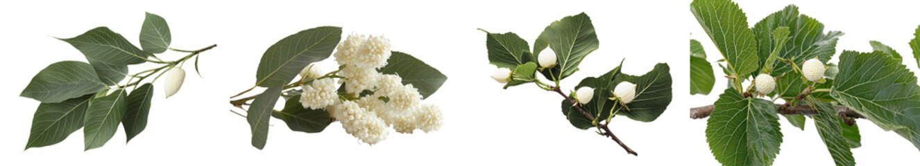 Poster - White mulberry tree's fruits and leaves isolated against a white background