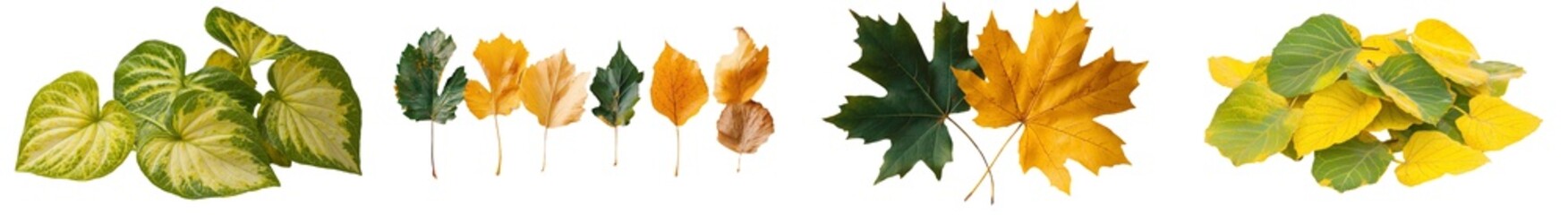 Poster - On a white background, a yellow dried chestnut leaf is prominently displayed