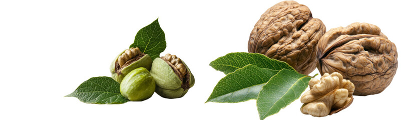 Poster - On a white background, a leaf is isolated with ripe walnuts