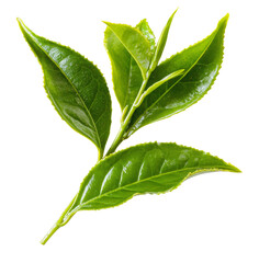 Poster - PNG image of green tea leaves isolated against a transparent background