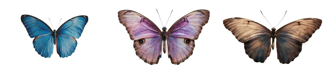 Aufkleber - A close-up macro photograph of a vibrant blue tropical Morpho butterfly in flight, its wings outstretched, against a clean white background, showcasing a shallow depth of field and exceptional image