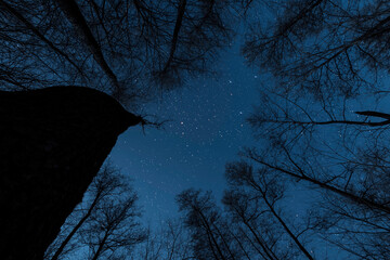 Wall Mural - starry sky in the night forest