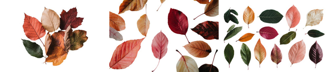 Poster - Isolated maple leaves showcasing autumn colors on a simple white background