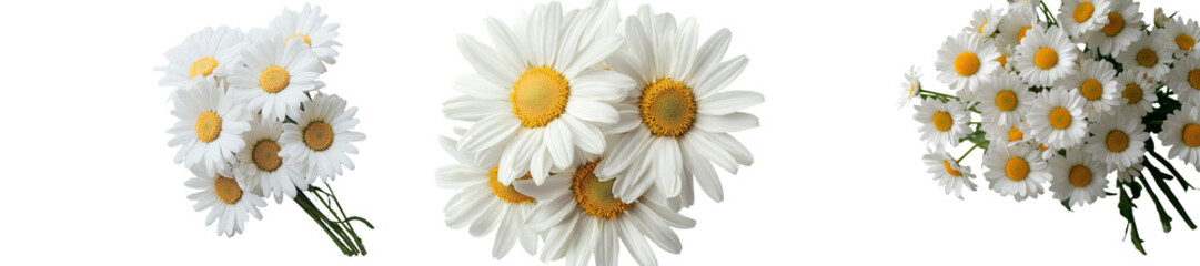 Poster - A beautiful white flower, known as Daisy, Marguerite, or chamomile, is isolated on a white background, accompanied by a clipping path, and features a full depth of field resulting from the use of