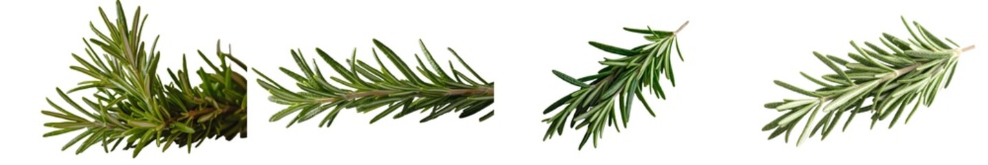 Poster - The spices of rosemary leaf herbal are isolated against a transparent background