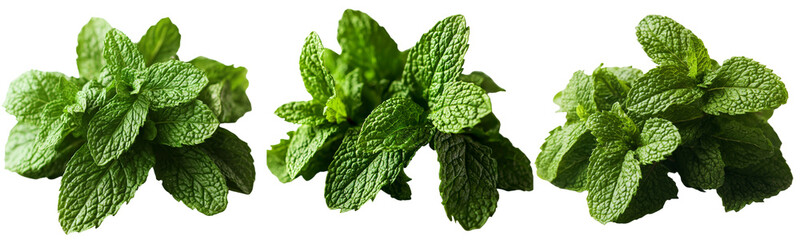 Poster - Four green mint leaves that are fresh are isolated on white background