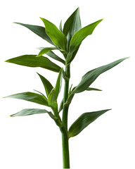 Poster - Clipping of green grass isolated on a white background with visible texture