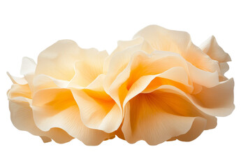 Aufkleber - Isolated on a white background, the fragrant jasmine flowers are presented with their leaves