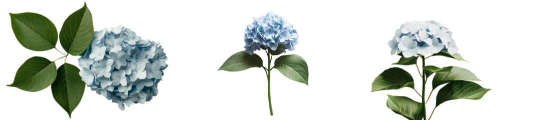 Leinwandbilder - On a transparent background, a solitary hydrangea flower is presented