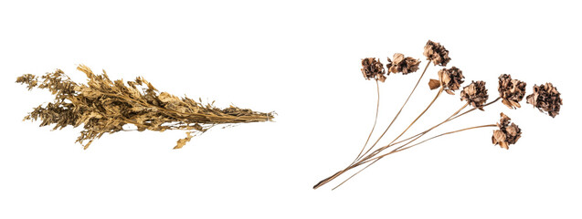 Poster - Dry grass and seeds are depicted on a white background in this image, which features a clipping path