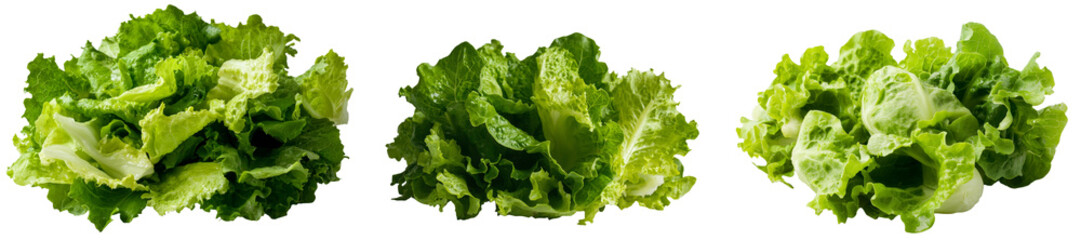 Poster - A fresh green lettuce leaf is depicted in isolation on a white background