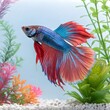 © mst - The image shows a beautiful betta fish with vibrant colors. It has a long, flowing tail and is surrounded by colorful plants.
