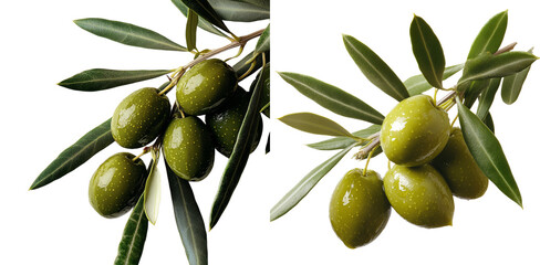 Poster - A green olive branch, isolated from its surroundings, is set against a white background in a vertical pose