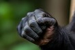 © Sanchai - A close-up of a gorillaâ€™s muscular hand grasping a vine