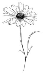 Wall Mural - png hand drawn of daisy flower drawing minimalist sketch.