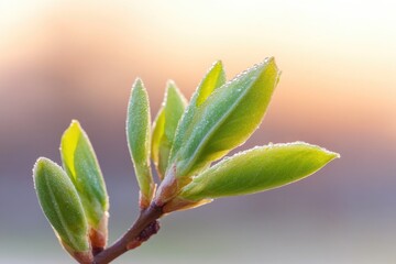 Poster - morning dew on fresh green buds glistening in soft light of dawn set against blurred natural backdrop