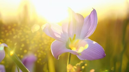 Wall Mural - Delicate purple lilac flowers sway gently breeze their petals catching golden sunlight they bloom dreamy nature scene