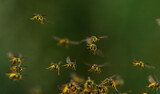 swarm of dangerous insects wasps flying in summer garden on green background