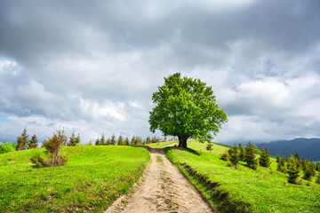 Fototapete - Big old beech tree with lush green leaves and dirt road in spring mountains. Landscape photography