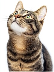 Poster - Curious and Playful Tabby Cat Looking Up with Bright Green Eyes Against White Background : Generative AI