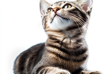 Poster - Adorable striped kitten looking upwards with curious eyes against a clean white background : Generative AI