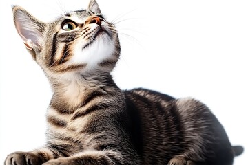 Poster - Charming kitten with distinctive stripes gazing thoughtfully above against a white backdrop : Generative AI