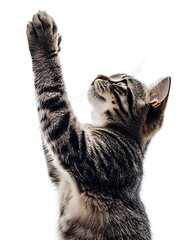 Poster - Adorable Tabby Cat with Delicate Features Gracefully Reaching Upward in a Bright Scene : Generative AI