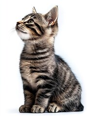 Poster - Adorable tabby cat sitting gracefully against a bright white background showcasing its playful personality : Generative AI