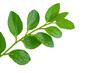© Space Priest - Leafy green plant with a stem, isolated