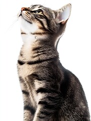 Poster - Charming tabby cat turning its head elegantly with intense focus against a minimalistic background : Generative AI